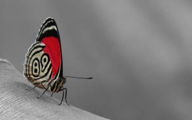 colombian_butterfly