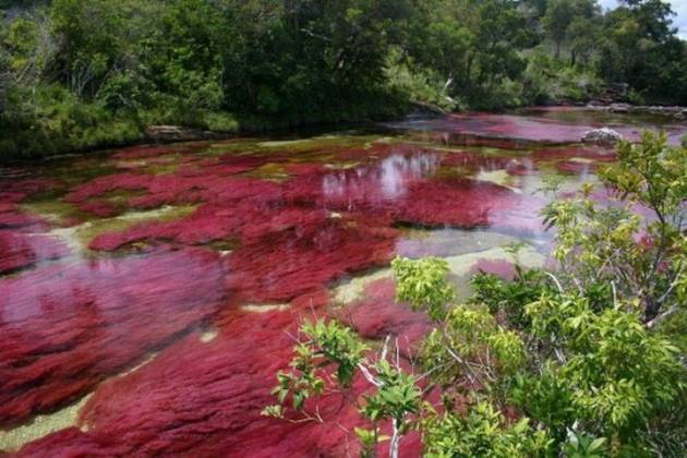 cano-cristales-colombia-tourist-attractions
